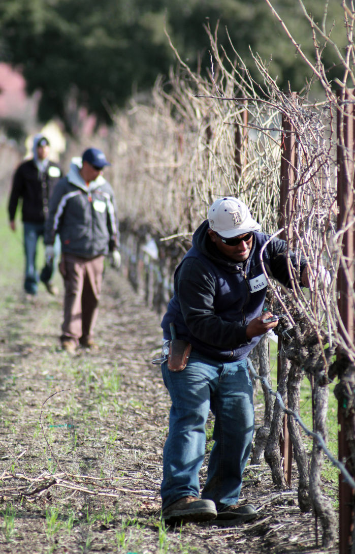 Napa County Pruning Contest 2014